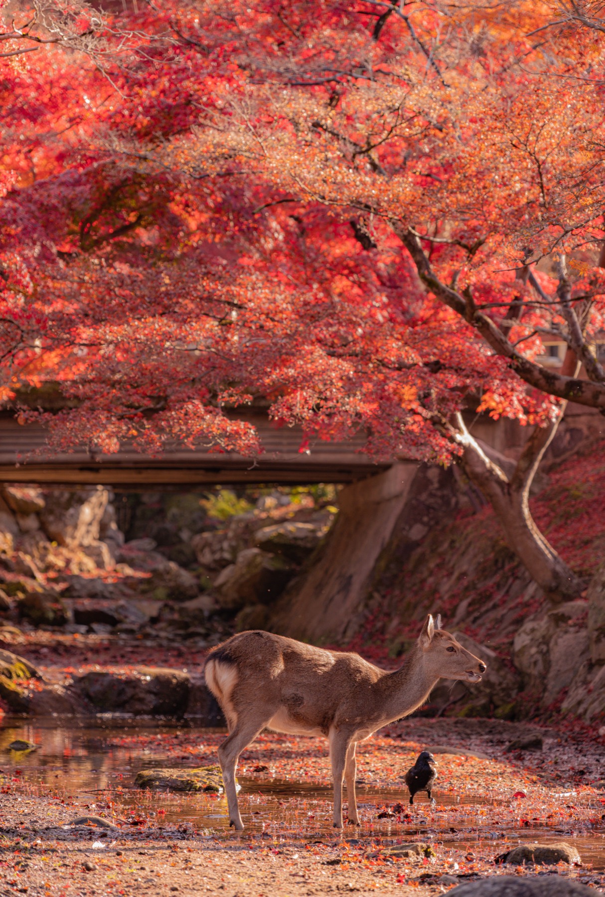 秋日京都 第 2 张照片
